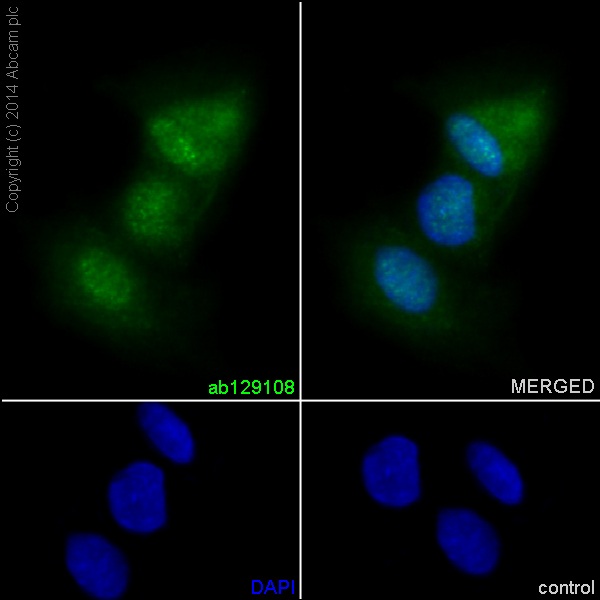 Immunocytochemistry/ Immunofluorescence - Anti-SF2 antibody [EPR8239] (AB129108), expandable thumbnail
