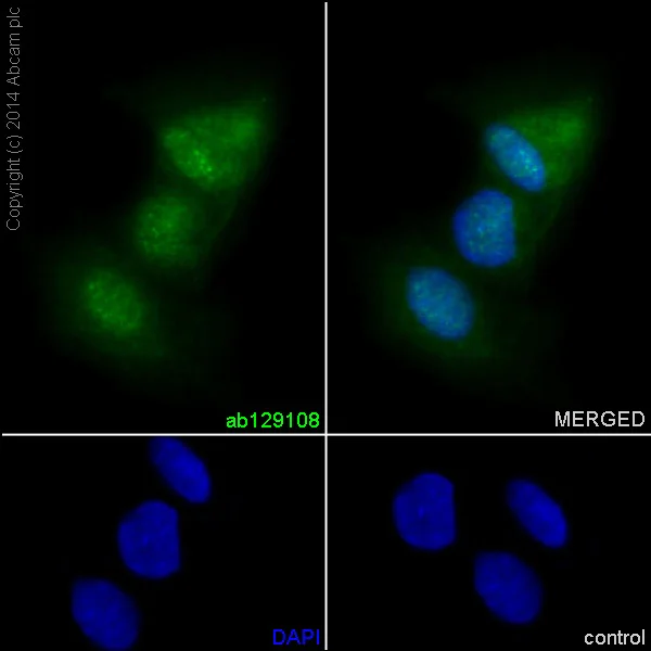 Immunocytochemistry/ Immunofluorescence - Anti-SF2 antibody [EPR8239] - BSA and Azide free (AB248306)
