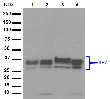 Western blot - Anti-SF2 antibody [EPR8239] - BSA and Azide free (AB248306)