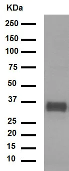 Western blot - Anti-SF2 antibody [EPR8239] - BSA and Azide free (AB248306)