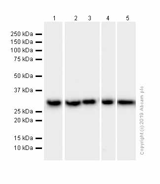 Anti-SF2 antibody [EPR8240]
