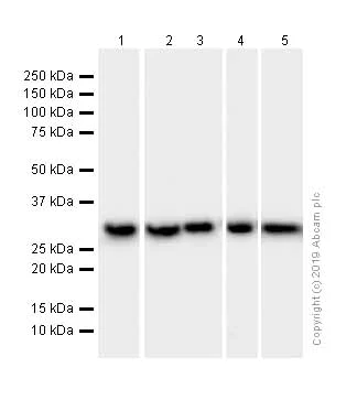 Western blot - Anti-SF2 antibody [EPR8240] (AB133689)