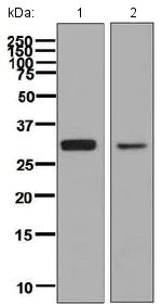 Western blot - Anti-SF2 antibody [EPR8240] (AB133689)