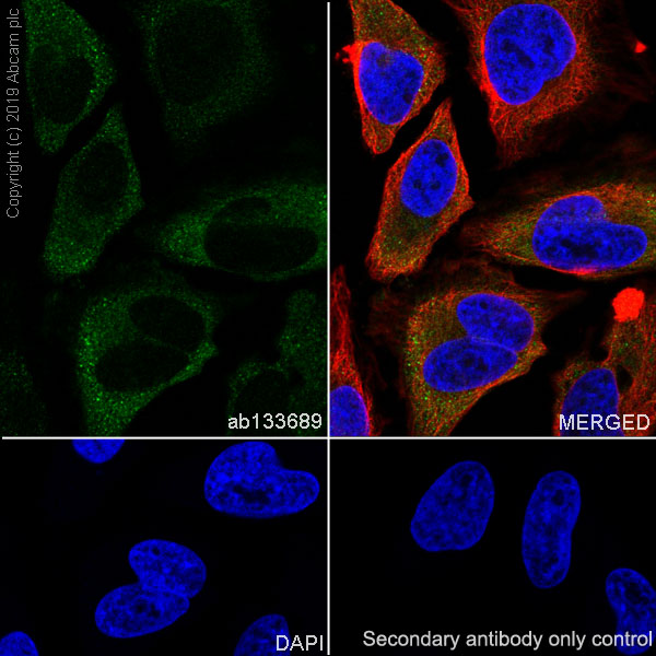 Immunocytochemistry/ Immunofluorescence - Anti-SF2 antibody [EPR8240] - BSA and Azide free (AB248619), expandable thumbnail