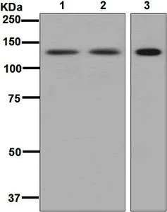 Western blot - Anti-SF3A1 antibody [EPR7666] - BSA and Azide free (AB248195)