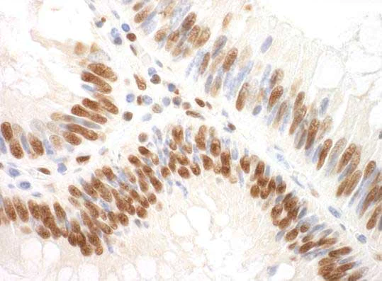 Immunohistochemistry (Frozen sections) - Anti-SF3A3 antibody (AB176581)