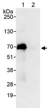 Immunoprecipitation - Anti-SF3A3 antibody (AB176581)