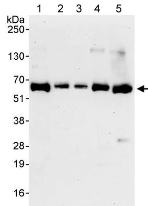 Western blot - Anti-SF3A3 antibody (AB176581)