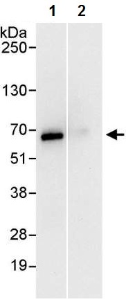Immunoprecipitation - Anti-SF3A3 antibody (AB224814)