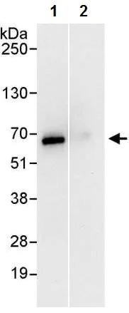 Immunoprecipitation - Anti-SF3A3 antibody (AB224814)