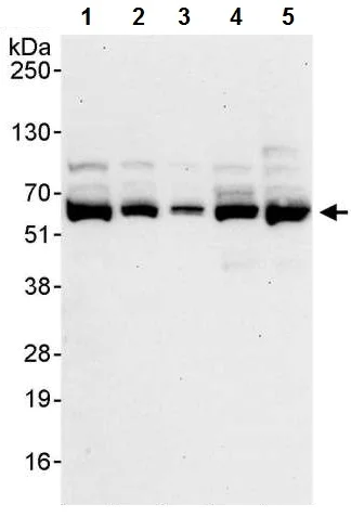 Western blot - Anti-SF3A3 antibody (AB224814)