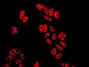 Immunocytochemistry/ Immunofluorescence - Anti-SF3A3 antibody [EPR10020] (AB156873)