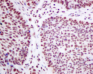 Immunohistochemistry (Formalin/PFA-fixed paraffin-embedded sections) - Anti-SF3A3 antibody [EPR10020] (AB156873)
