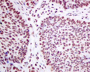 Immunohistochemistry (Formalin/PFA-fixed paraffin-embedded sections) - Anti-SF3A3 antibody [EPR10020] (AB156873)