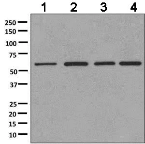 Western blot - Anti-SF3A3 antibody [EPR10020] (AB156873)
