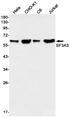 Western blot - Anti-SF3A3 Antibody [S06-3I7] (AB317408), expandable thumbnail