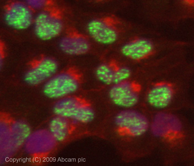 Immunocytochemistry/ Immunofluorescence - Anti-SF3a66 antibody [4G8] (AB77800)
