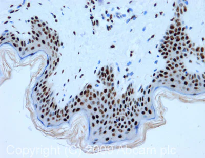 Immunohistochemistry (Formalin/PFA-fixed paraffin-embedded sections) - Anti-SF3a66 antibody [4G8] (AB77800)