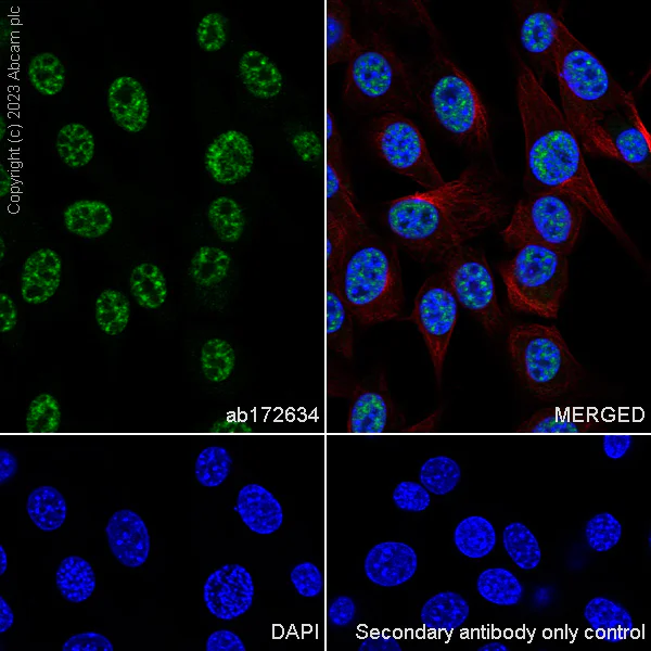 Immunocytochemistry/ Immunofluorescence - Anti-SF3B1 antibody [EPR11986] (AB172634)