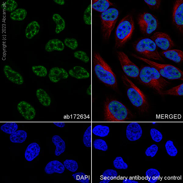 Immunocytochemistry/ Immunofluorescence - Anti-SF3B1 antibody [EPR11986] - BSA and Azide free (AB240170)