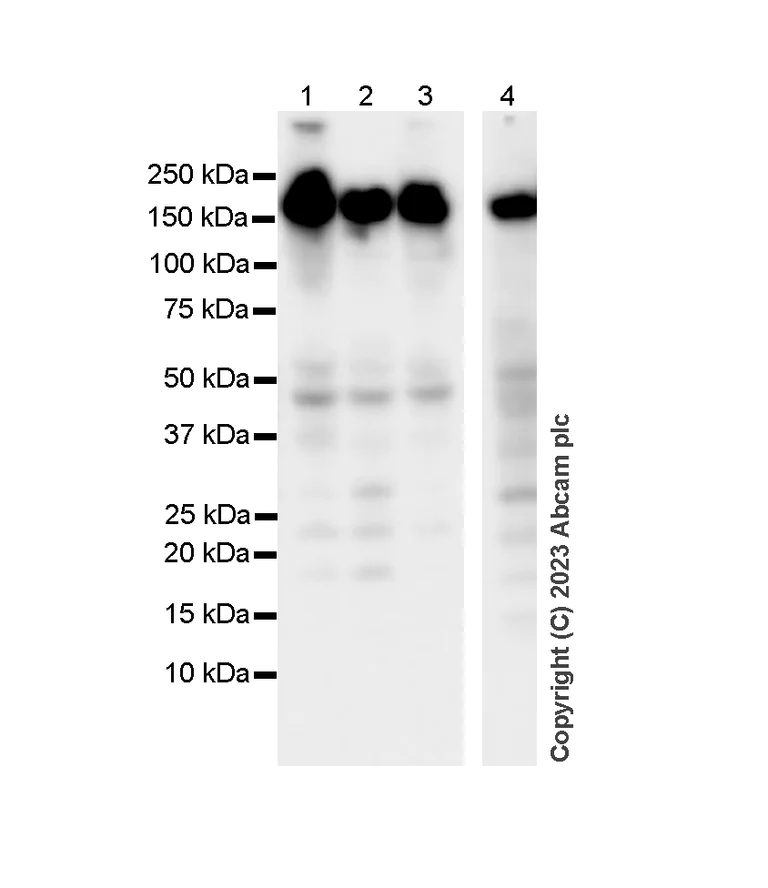 Western blot - Anti-SF3B1 antibody [EPR11986] - BSA and Azide free (AB240170)