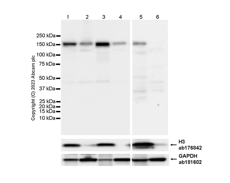 Western blot - Anti-SF3B1 antibody [EPR11986] - BSA and Azide free (AB240170)