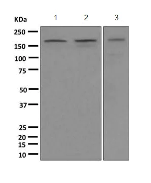 Western blot - Anti-SF3B1 antibody [EPR11987(B)] - BSA and Azide free (AB249538)