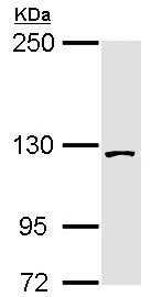 Western blot - Anti-SF3B3 antibody (AB96683), expandable thumbnail