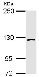 Western blot - Anti-SF3B3 antibody (AB96683)