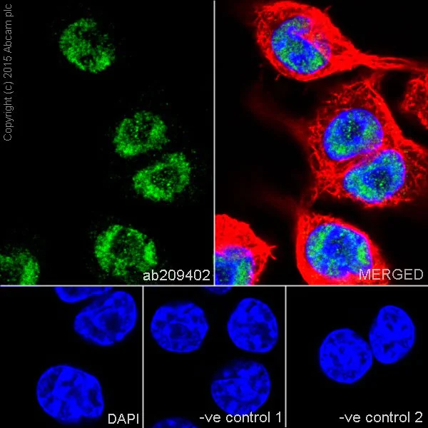 Immunocytochemistry/ Immunofluorescence - Anti-SF3B3 antibody [EPR18440] - BSA and Azide free (AB251507)