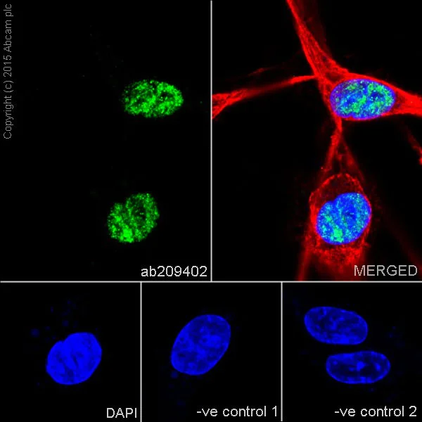 Immunocytochemistry/ Immunofluorescence - Anti-SF3B3 antibody [EPR18440] - BSA and Azide free (AB251507)