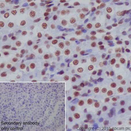 Immunohistochemistry (Formalin/PFA-fixed paraffin-embedded sections) - Anti-SF3B3 antibody [EPR18440] - BSA and Azide free (ab251507), expandable thumbnail
