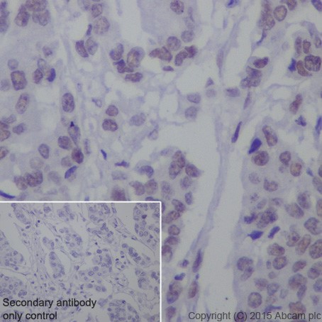 Immunohistochemistry (Formalin/PFA-fixed paraffin-embedded sections) - Anti-SF3B3 antibody [EPR18440] - BSA and Azide free (ab251507), expandable thumbnail