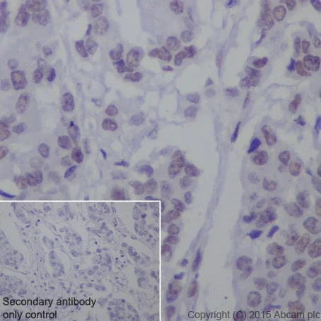 Immunohistochemistry (Formalin/PFA-fixed paraffin-embedded sections) - Anti-SF3B3 antibody [EPR18440] - BSA and Azide free (AB251507)