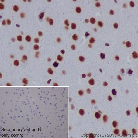 Immunohistochemistry (Formalin/PFA-fixed paraffin-embedded sections) - Anti-SF3B3 antibody [EPR18440] - BSA and Azide free (ab251507), expandable thumbnail