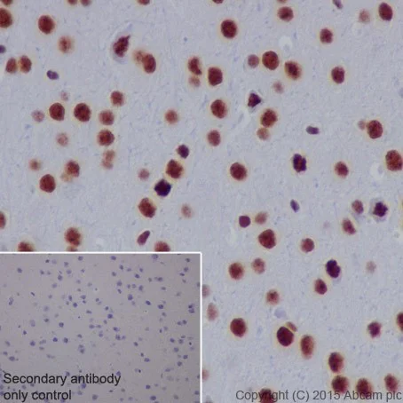 Immunohistochemistry (Formalin/PFA-fixed paraffin-embedded sections) - Anti-SF3B3 antibody [EPR18440] - BSA and Azide free (AB251507)