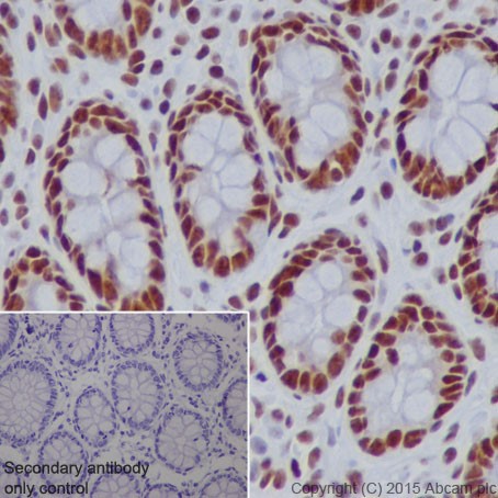 Immunohistochemistry (Formalin/PFA-fixed paraffin-embedded sections) - Anti-SF3B3 antibody [EPR18440] - BSA and Azide free (AB251507), expandable thumbnail