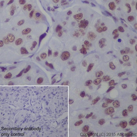 Immunohistochemistry (Formalin/PFA-fixed paraffin-embedded sections) - Anti-SF3B3 antibody [EPR18440] - BSA and Azide free (AB251507), expandable thumbnail