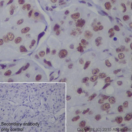 Immunohistochemistry (Formalin/PFA-fixed paraffin-embedded sections) - Anti-SF3B3 antibody [EPR18440] - BSA and Azide free (AB251507)