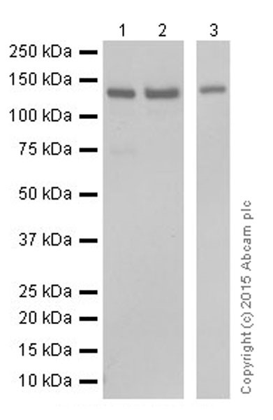 Western blot - Anti-SF3B3 antibody [EPR18440] - BSA and Azide free (AB251507), expandable thumbnail