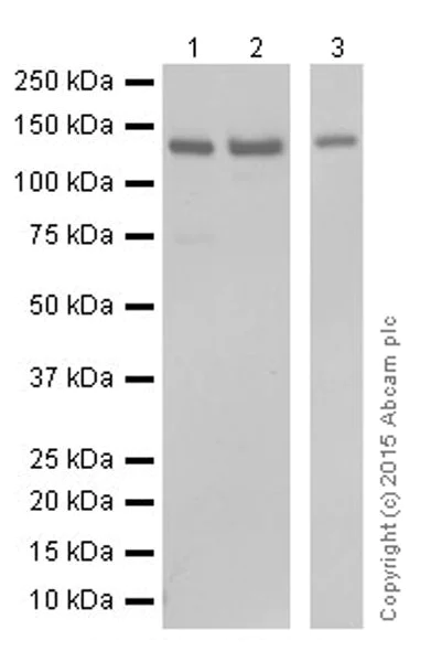 Western blot - Anti-SF3B3 antibody [EPR18440] - BSA and Azide free (AB251507)