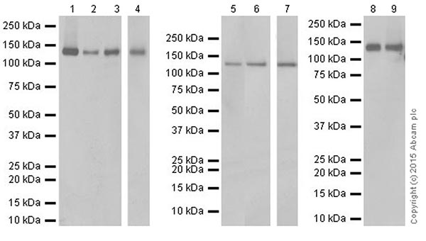 Western blot - Anti-SF3B3 antibody [EPR18440] - BSA and Azide free (AB251507), expandable thumbnail