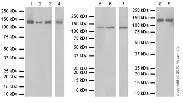 Western blot - Anti-SF3B3 antibody [EPR18440] - BSA and Azide free (AB251507)