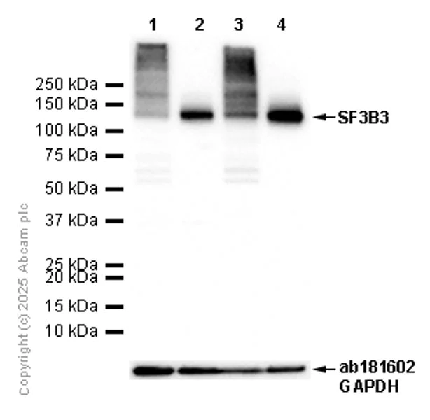 Western blot - Anti-SF3B3 antibody [EPR18440] - BSA and Azide free (AB251507)