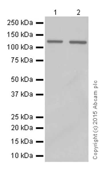 Western blot - Anti-SF3B3 antibody [EPR18440] - BSA and Azide free (AB251507)