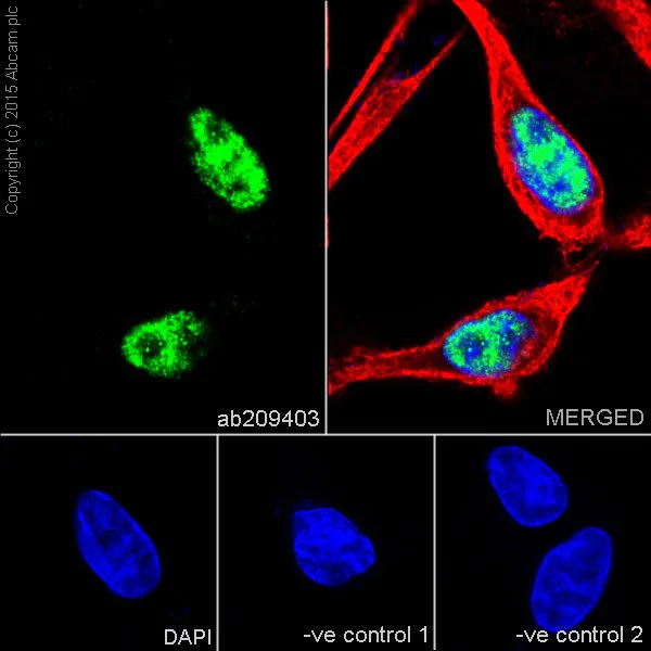 Immunocytochemistry/ Immunofluorescence - Anti-SF3B3 antibody [EPR18441] (AB209403)