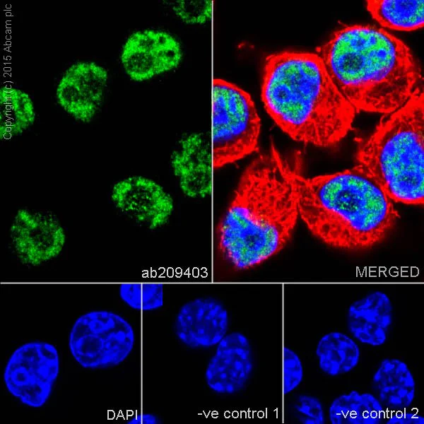 Immunocytochemistry/ Immunofluorescence - Anti-SF3B3 antibody [EPR18441] (AB209403)