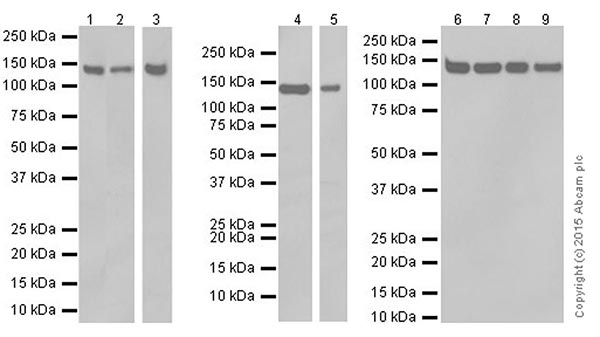 Anti-SF3B3 antibody [EPR18441] (ab209403) | Abcam