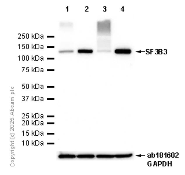Western blot - Anti-SF3B3 antibody [EPR18441] (AB209403)