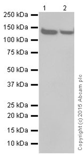 Western blot - Anti-SF3B3 antibody [EPR18441] (AB209403)